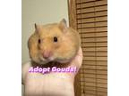 Adopt Gouda a Hamster