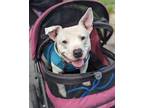 Adopt Zaxby's - In Foster a Bull Terrier / American Pit Bull Terrier / Mixed dog