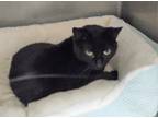 Adopt Wikken a All Black Domestic Shorthair / Domestic Shorthair / Mixed cat in