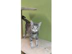Adopt Nesta a Gray, Blue or Silver Tabby Domestic Shorthair (short coat) cat in