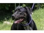 Adopt Hades a Black Terrier (Unknown Type, Small) / Mixed dog in Terre Haute