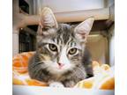 Adopt Kitten Benny a Brown Tabby Domestic Mediumhair / Mixed (medium coat) cat