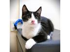 Adopt Kitten Bandit a Black & White or Tuxedo Domestic Shorthair / Mixed (short
