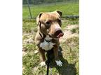 Adopt Zion a Tan/Yellow/Fawn Mixed Breed (Large) / Mixed dog in Georgetown