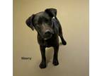 Adopt Meeny a Black Labrador Retriever