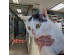 Adopt Mimi a American Shorthair