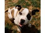 Adopt Daffodil in Hopewell VA a Tricolor (Tan/Brown & Black & White) Pit Bull