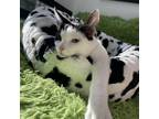 Adopt Edgar a White Domestic Shorthair / Mixed cat in Lantana, TX (38553101)
