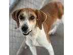 Adopt Sandy a Treeing Walker Coonhound