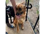 Adopt Lola a German Shepherd Dog