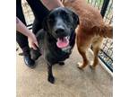 Adopt Luna a German Shepherd Dog, Mixed Breed