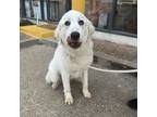 Adopt Brinnley a Great Pyrenees