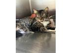 Adopt Beverly a Brown Tabby Domestic Shorthair / Mixed (short coat) cat in