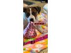 Adopt Lyla a Boxer