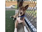 Adopt Gambit a Brown/Chocolate Husky / Mixed dog in Dallas, TX (38579430)