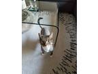 Adopt Versace a Gray, Blue or Silver Tabby Domestic Shorthair / Mixed (short