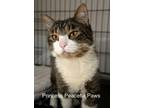 Adopt Princess Peaceful Paws a Domestic Short Hair