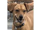 Adopt Ruby a Basenji, German Shorthaired Pointer