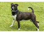 Adopt Charlotte a Black American Pit Bull Terrier / Mixed dog in Cashiers