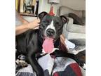 Adopt Buster a Black Mixed Breed (Large) / Mixed dog in Cincinnati