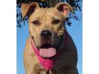 Adopt Abbie - super sweet and playful pup girl!! (WA-15672) a Pit Bull Terrier