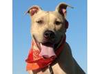 Adopt Annie - Super mellow and playful girl (NY-890025) a American Staffordshire