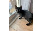 Adopt Hyacinth (foster kitten) a All Black Domestic Shorthair / Mixed (short