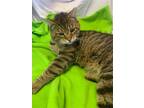 Adopt Big John (brown tabby male) a Brown Tabby Domestic Shorthair / Mixed