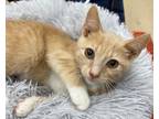 Adopt Pancake a Orange or Red (Mostly) Domestic Shorthair (short coat) cat in