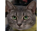 Adopt Anna a Gray or Blue Domestic Shorthair / Domestic Shorthair / Mixed cat in