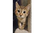 Adopt (bi) Frankie a Domestic Shorthair / Mixed (short coat) cat in Fargo