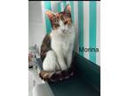 Adopt Morina a Domestic Short Hair