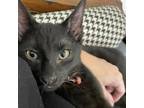 Adopt Alex a All Black Domestic Shorthair (short coat) cat in St.