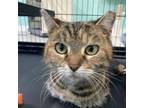 Adopt Speckles a Domestic Short Hair