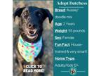 Adopt Dutchess a Australian Shepherd, Labrador Retriever