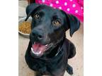 Adopt Negra a Black Labrador Retriever, Mixed Breed