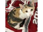 Adopt Millie a Calico or Dilute Calico Domestic Shorthair / Mixed cat in
