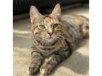 Adopt Coriander a Brown or Chocolate Domestic Shorthair / Mixed cat in Decorah