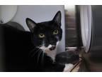 Adopt Galaxy a Domestic Shorthair / Mixed cat in Escondido, CA (38464913)