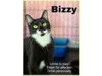 Adopt Bizzy (FCID# 06/01/2023 -52 Trainer) a Black & White or Tuxedo Domestic
