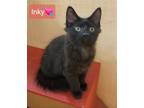 Adopt Inky a All Black Domestic Longhair / Mixed (long coat) cat in Willingboro