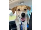 Adopt Nala a Anatolian Shepherd, Australian Shepherd