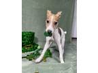 Adopt Royal a Rat Terrier