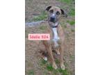 Adopt Idalia #BAC-A-524 a Black Mouth Cur, Hound