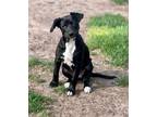 Adopt Wilma a Black Labrador Retriever