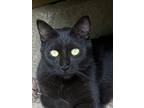 Adopt Amalia a Domestic Short Hair