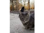 Adopt London a Domestic Short Hair