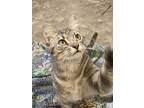 Adopt Rigby a Domestic Short Hair, Tabby