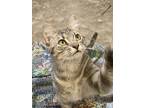 Adopt Rigby a Domestic Short Hair, Tabby