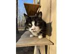 Adopt Toula Moon a Domestic Short Hair